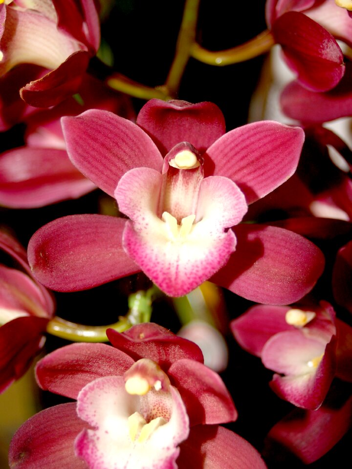 Violet flora growth