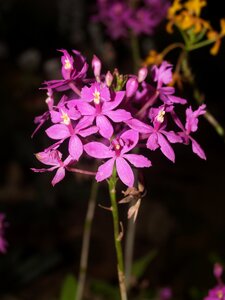 Violet growth decoration photo