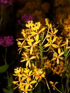 Violet flora growth