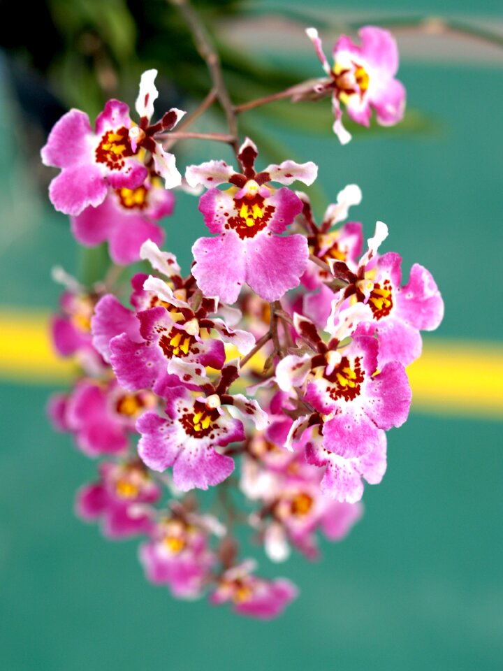 Violet flora growth
