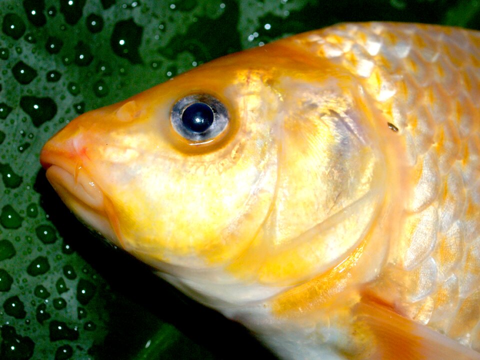 River pike masking