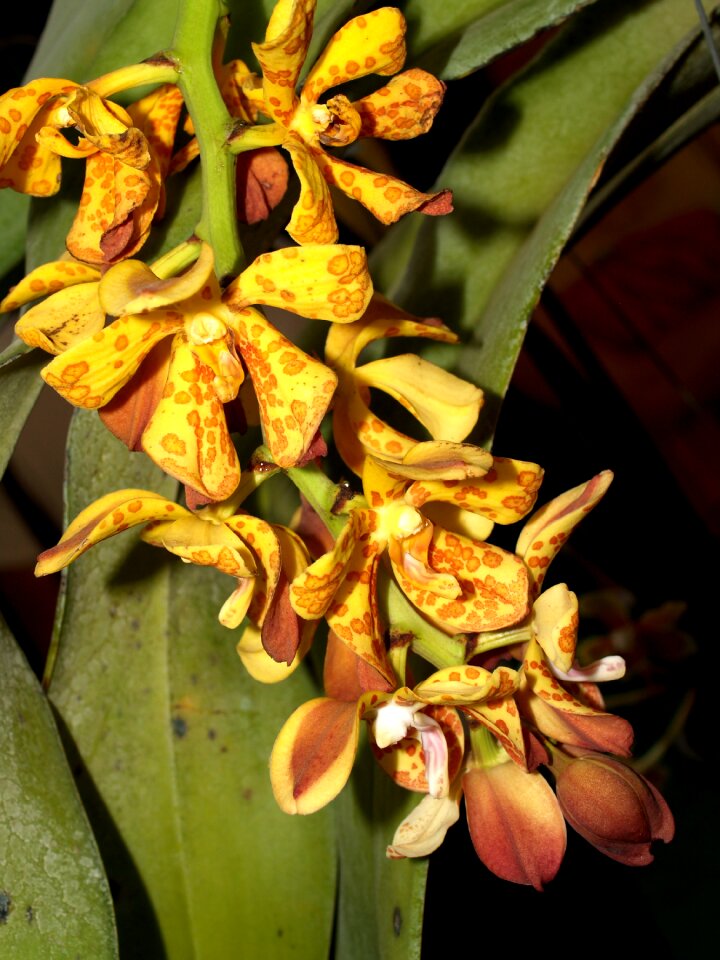 Violet flora growth