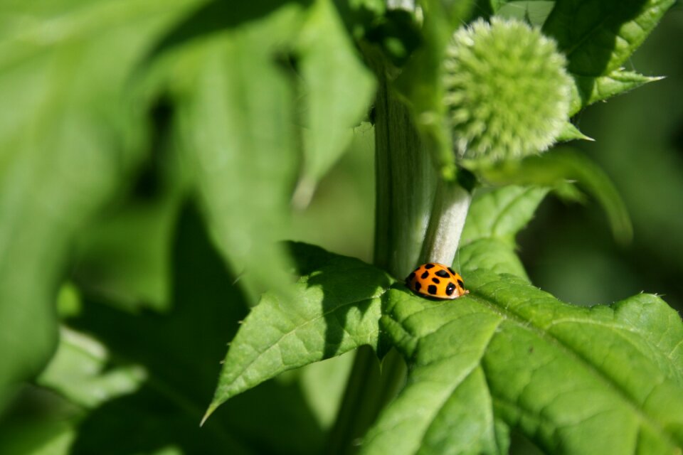 Nature close up summer