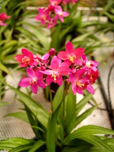 Violet growth decoration