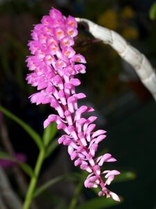 Violet flora growth photo