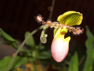 Violet flora growth photo