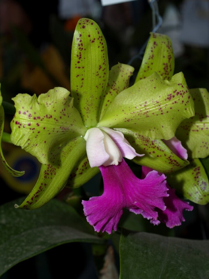 Violet flora growth