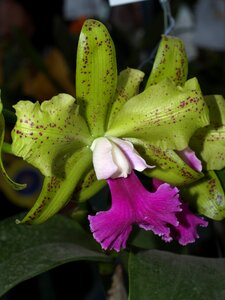 Violet flora growth photo