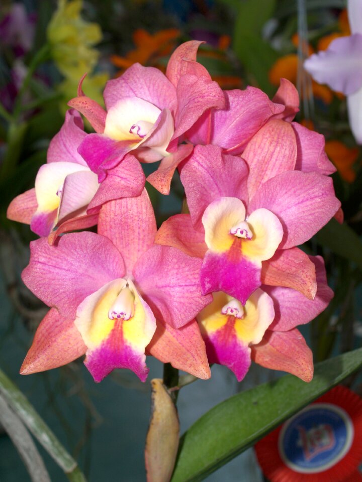 Violet flora growth