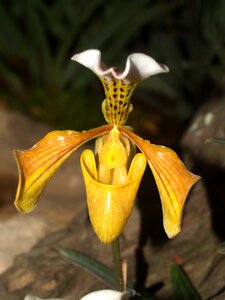 Violet flora growth