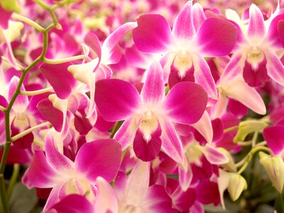 Violet flora growth