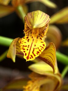 Violet flora growth photo