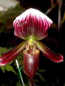 Violet flora growth