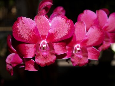 Violet flora growth photo