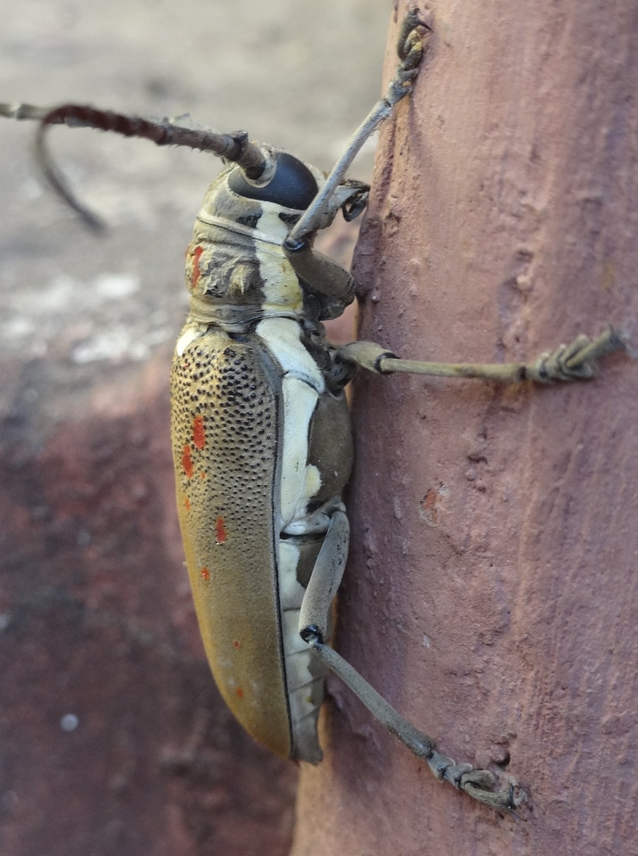Bug small antennae