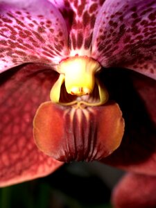 Violet flora growth photo