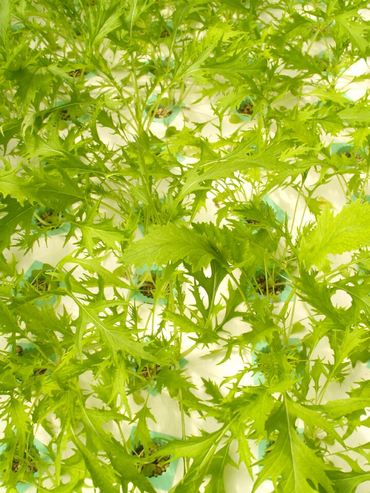 Produce lettuce grow