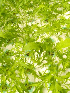 Produce lettuce grow