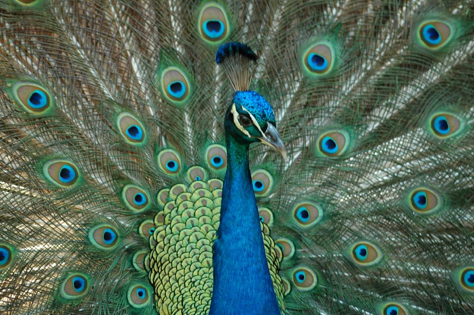 Colorful peafowl portrait