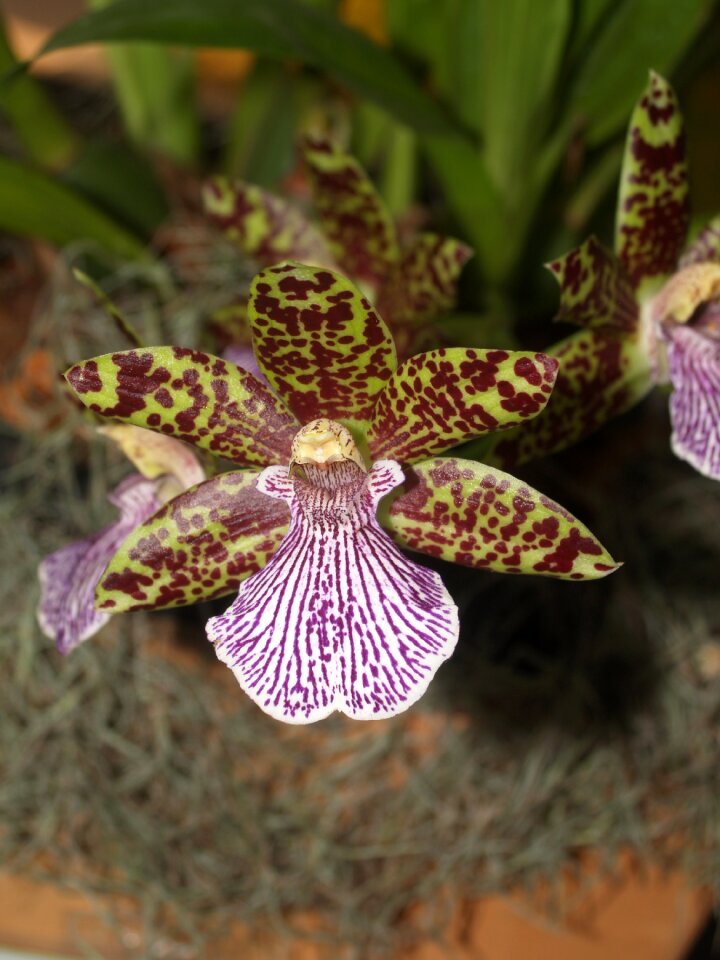 Violet flora growth