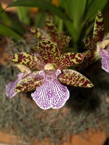 Violet flora growth photo