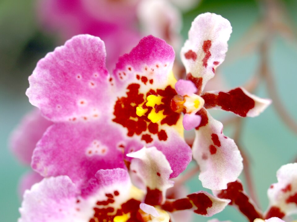 Violet flora growth