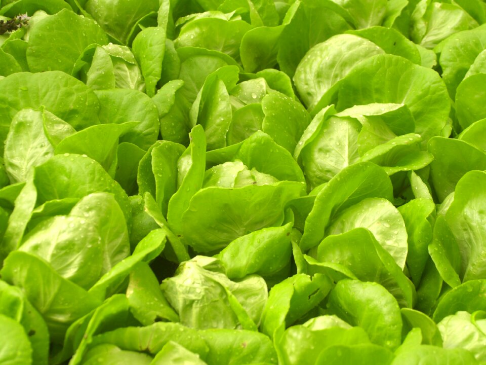 Produce lettuce grow