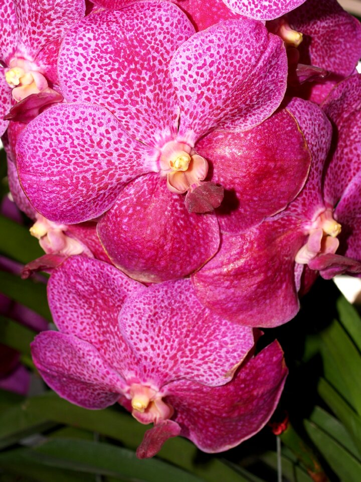 Violet flora growth