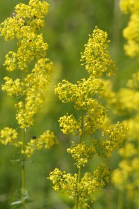 Pointed flower close up yellow flowers