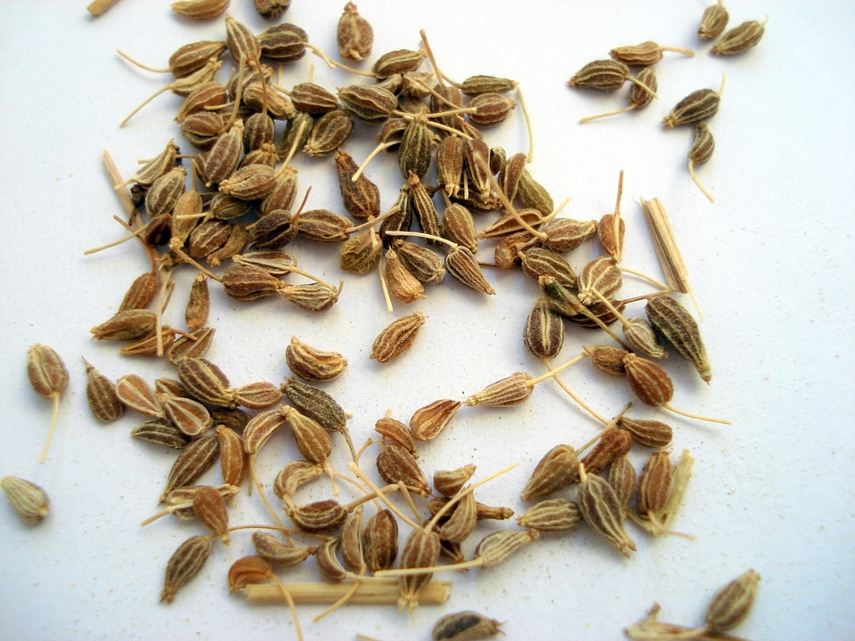 Anise fruit apiaceae