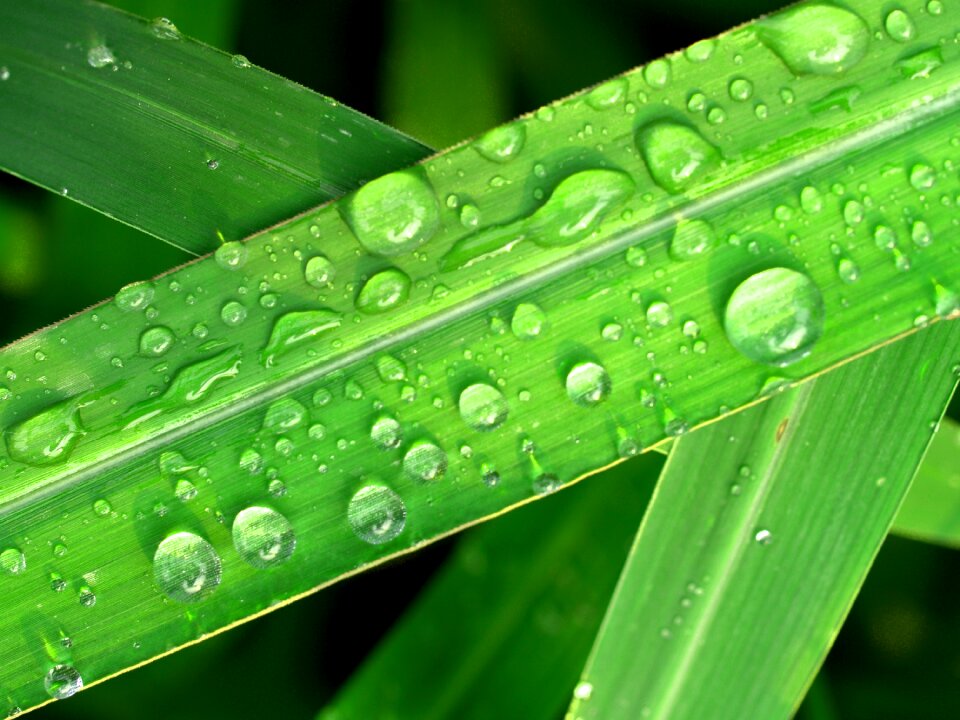 Grass green dew photo