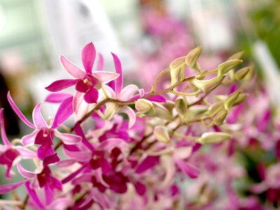 Violet flora growth