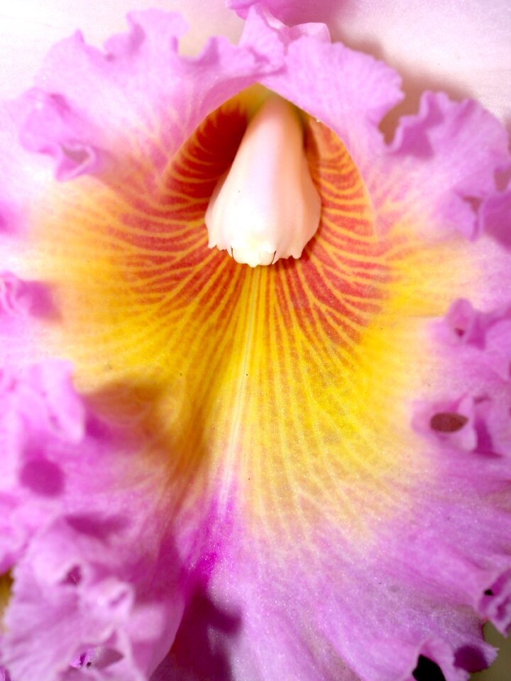 Violet flora growth