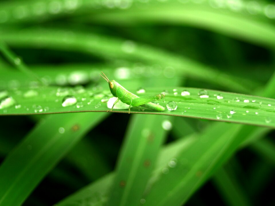 Grass green dew photo