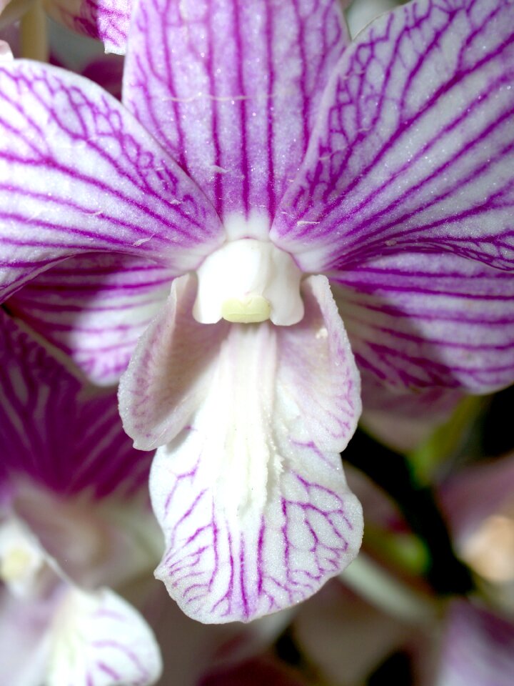 Violet flora growth
