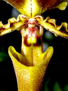 Violet flora growth