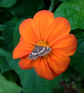 Insect mexican sunflower tithonia photo