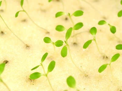Produce lettuce grow