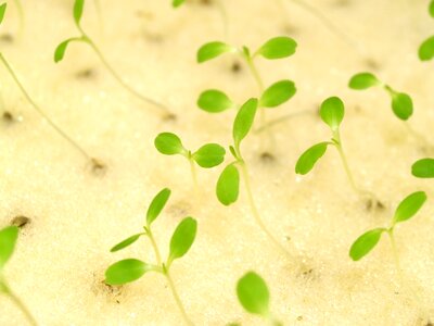 Produce lettuce grow photo