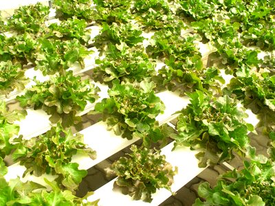 Produce lettuce grow