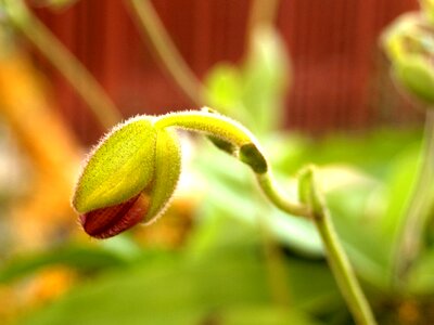 Violet flora growth photo