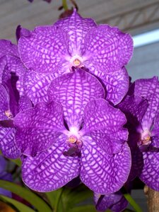 Violet flora growth
