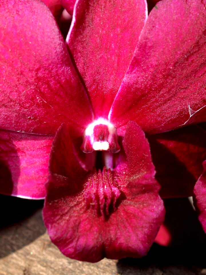 Violet flora growth
