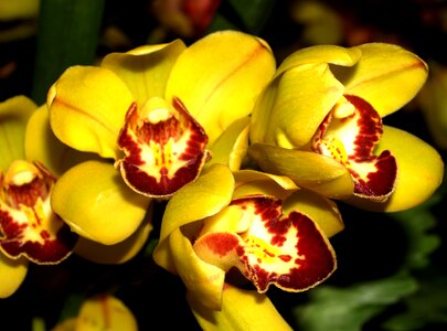 Violet flora growth