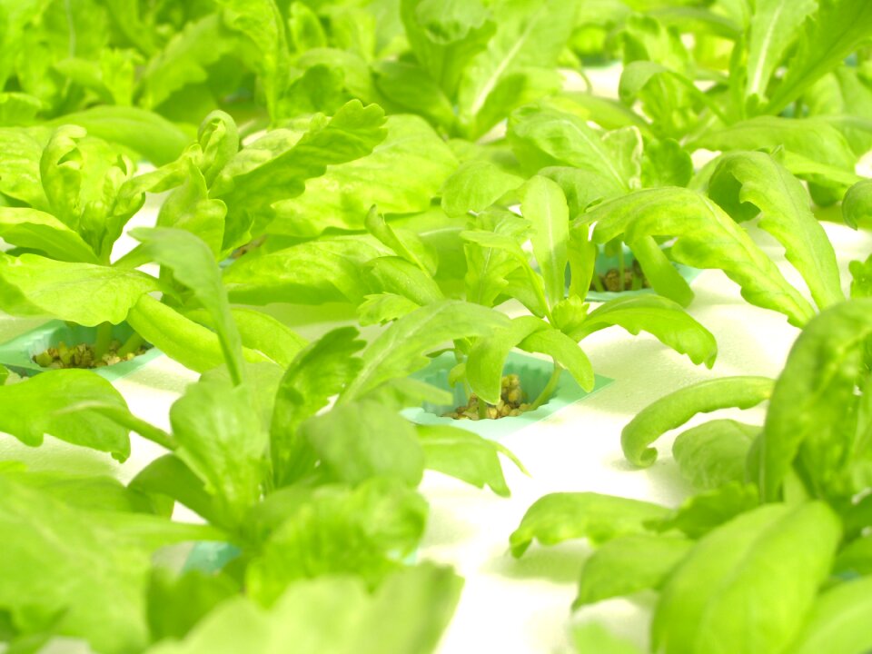 Produce lettuce grow