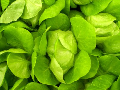 Produce lettuce grow photo