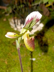 Violet flora growth photo