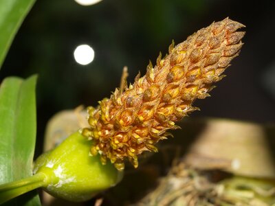 Violet flora growth photo