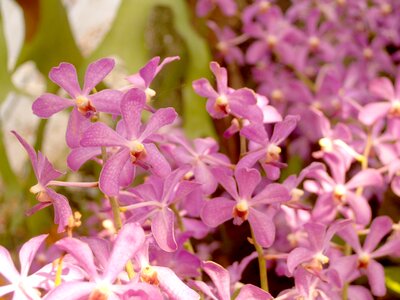 Violet flora growth photo