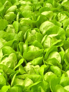 Produce lettuce grow
